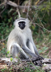 A view of Chlorocebus monkey