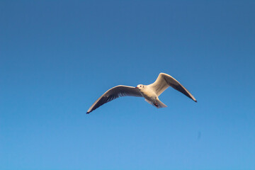 Fototapeta na wymiar Skyward Chorus: Black-headed Gull Birds Gliding Across the Skies