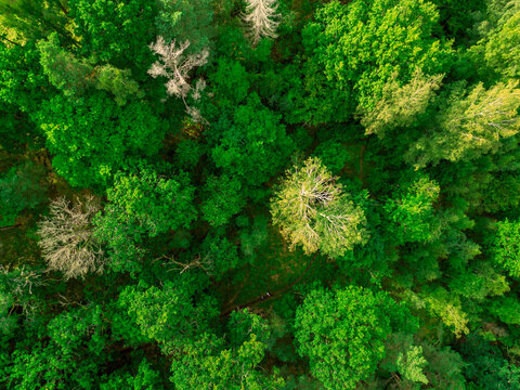 Forest from above