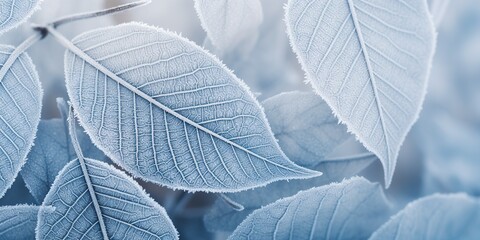 Detail shot of frost patterns on a leaf , concept of Ice formations