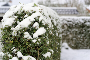 Close-up of privet hedge in winter covered by snow - 692731840