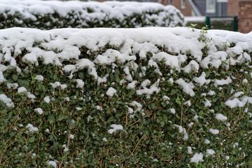 Privet hedge in winter covered by snow - 692731849