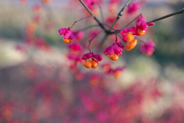 barberry close-up, beautiful autumn bright background for wallpaper and for designer blank