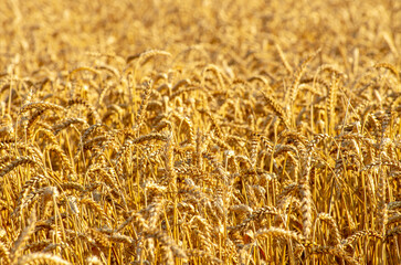 Fields of wheat at the end of summer fully ripe