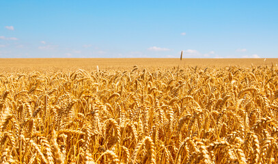 Wheat field and blue sky with clouds