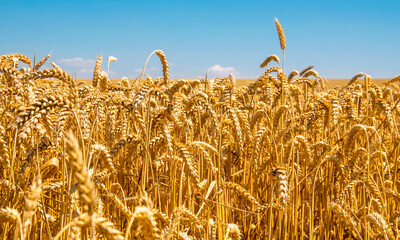 Wheat field and blue sky with clouds