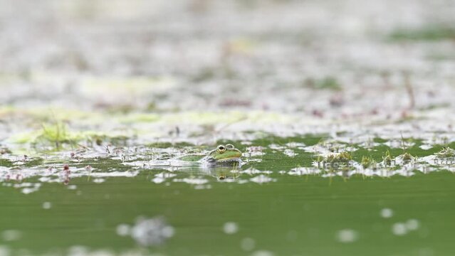 Green Marsh Frog Pelophylax ridibundus croaking on a beautiful light. Close up. Slow motion.