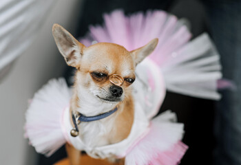 A beautiful dog of the Chihuahua breed in clothes sits on a chair with gold rings on its nose. Wedding photography, idea with an animal.