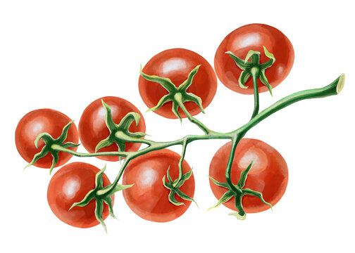 Red fresh tomatoes on a branch. Set of illustrations of ripe vegetables. For restaurants, grocery stores, pizzerias, farms. For printing packaging, banners, menus, food packaging, juices and seeds