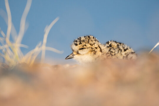 Two-banded Plover lying on a Patagonian pebble beach. Shorebird chick on a beach.