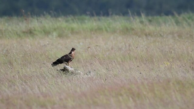 European Honey Buzzard Pernis apivorus in the wild. A bird stands on a stone in a field with a strong wind blowing.