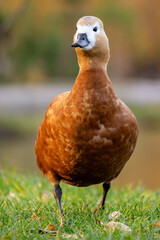 Red duck Tadorna ferruginea on the lake surface. Ruddy shelduck - obrazy, fototapety, plakaty