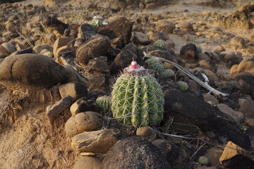 Melon Cactus with pink blossoms and a little pink fruit, typical plant of the Tatacoa Desert, Desierto de la Tatacoa, Colombia