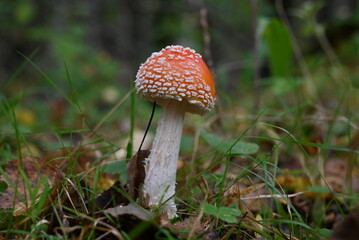 Amanita muscaria or “fly agaric“ is a red and white spotted poisonous Toadstool Mushroom. of...