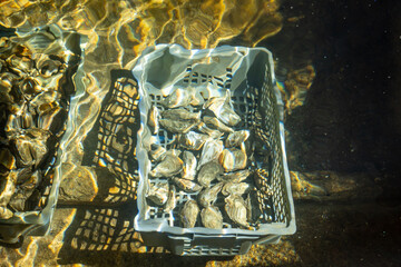 Boxes of live oysters under glistening flowing seawater at  farm in oyster-farming village, ready...