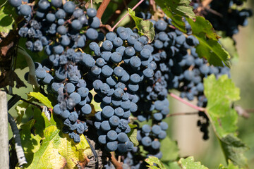 Vineyards in Pauillac with rows of red Cabernet Sauvignon grape of Haut-Medoc vineyards in...