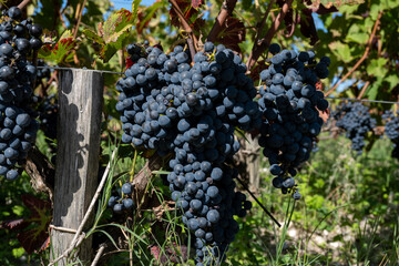 Vineyards in Pauillac village with rows of red Cabernet Sauvignon grape variety of Haut-Medoc...