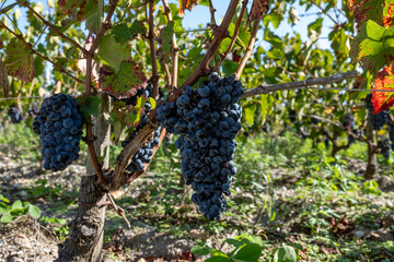 Vineyards in Pauillac village with rows of red Cabernet Sauvignon grape variety of Haut-Medoc...