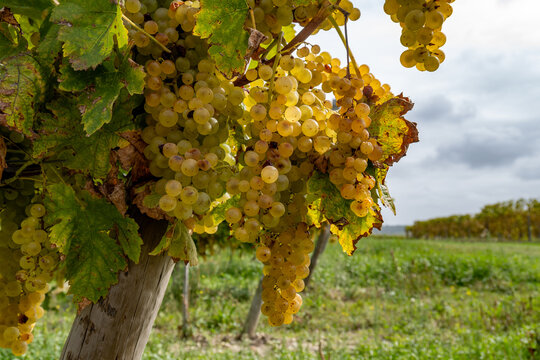 Harvest, Cognac region, Charente, vineyards with rows of ripe ugni blanc grape uses for Cognac strong spirits distillation, France