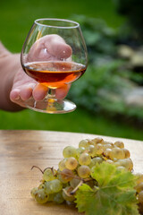 Tasting of Cognac strong alcohol drink in Cognac region, Charente with bunch of ripe ugni blanc...