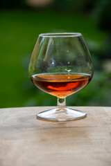 Tasting of Cognac strong alcohol drink in Cognac region, Charente with bunch of ripe ugni blanc...