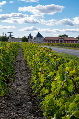 Green vineyards with rows of red Cabernet Sauvignon grape variety of Haut-Medoc vineyards in...