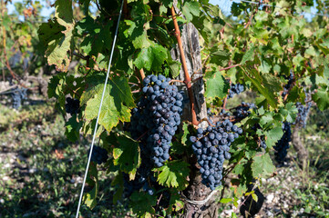 Green vineyards with rows of red Cabernet Sauvignon grape variety of Haut-Medoc vineyards in...