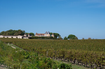 Ripe ready to harvest Semillon white grape on Sauternes vineyards in Barsac village affected by...
