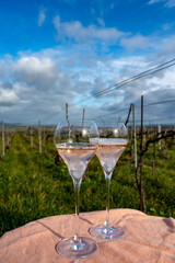 Obraz premium Tasting of grand cru sparkling rose wine with bubbles champagne on spring vineyards of Oger, small village with grand cru vineyards, France.