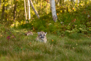 Cougar Kitten (Puma concolor) Walks on Forest Trail Sibling in Background Autumn
