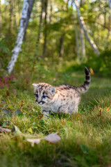 Cougar Kitten (Puma concolor) Walks on Trail Tail Up Autumn