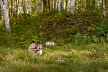 Cougar Kitten (Puma concolor) Runs Past Forest Embankment Autumn
