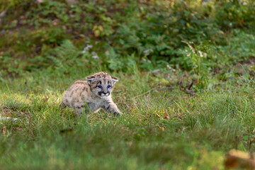 Cougar Kitten (Puma concolor) Runs Along Ground Autumn