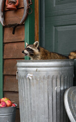 Raccoon (Procyon lotor) Looks Left From Top of Garbage Can