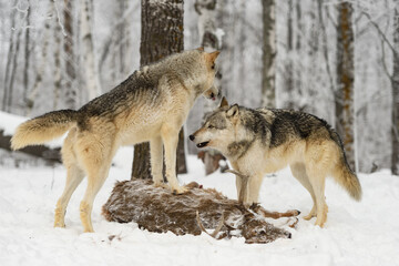 Grey Wolves(Canis lupus) One Atop Deer Body Second Standing By Winter