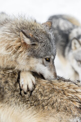 Grey Wolf (Canis lupus) With Head and Paw Over Packmates Back Winter