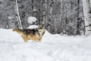 Grey Wolf (Canis lupus) Walks Right Looking Back to Left Winter