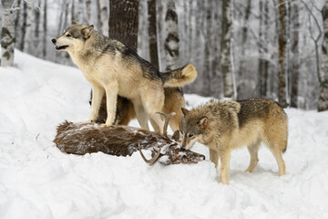 Grey Wolf Pack (Canis lupus) Sniff at Body of White-Tail Deer Winter