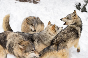Grey Wolf Pack (Canis lupus) Press Together in Group Winter