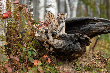 Pair of Cougar Kittens (Puma concolor) Crawl About Atop Log Autumn