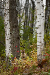 Cougar Kitten (Puma concolor) Sits Between Trees Almost Hidden Autumn
