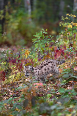 Cougar Kitten (Puma concolor) Walks Down Through Autumn Foliage