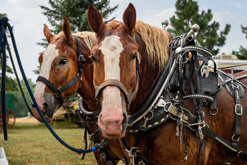 Draft Horses Tied to Trailer Look Out Ears Up