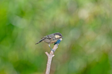 Coal Tit (Periparus ater) on tree branch. Natural green background. Small, cute, songbird.