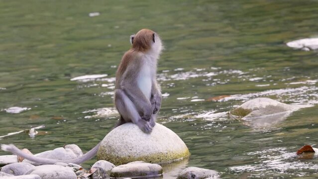 a long-tailed macaque sits on a rock beside the river and picks up something to eat at bukit lawang on sumatra, indonesia