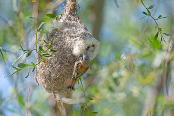 Eurasian Penduline Tit (Remiz pendulinus) nest in a tree branch. A small, cute, songbird.