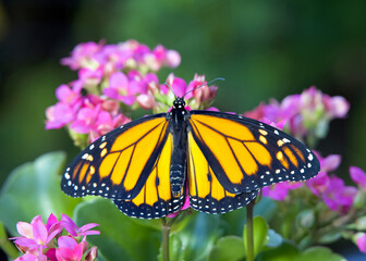 Close up of one monarch butterfly, perched on a cluster of pink Hydrangea flowers, top above view with green out of focus shrubbery behind.