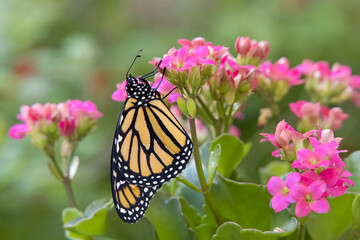 Close up of one monarch butterfly, perched on a cluster of pink succulent flowers, profile view with green out of focus shrubbery behind..