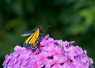 Close up of one monarch butterfly, perched on a cluster of pink Hydrangea flowers, profile view with wings fully extended body arched upwards..