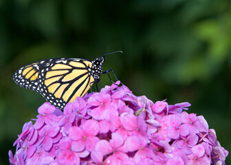 one monarch butterfly, perched on a cluster of pink Hydrangea flowers.